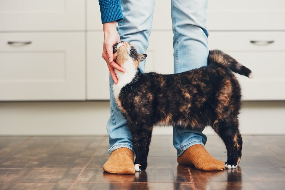 Mit der richtigen Entschuldigung kann man das Verhältnis zu seiner Katze verbessern.