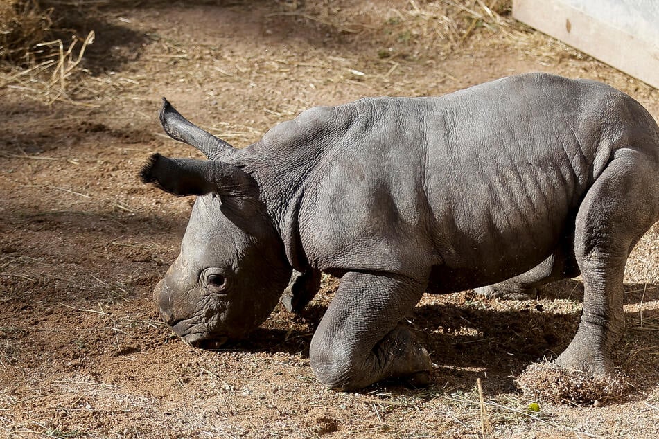 Spain's Bioparc Valencia zoo has welcomed a baby southern white rhino, marking a big success for a European conservation program.