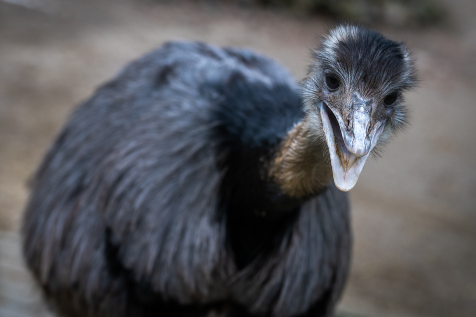 Ein Nandu ist flugunfähig, aber dafür der größte Vogel des amerikanischen Kontinents.