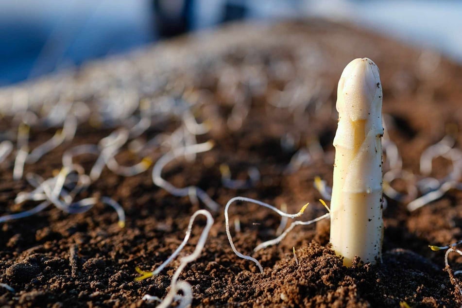 Spargelbauern hoffen auf frühe Ernte, aber stehen vor großen Herausforderungen