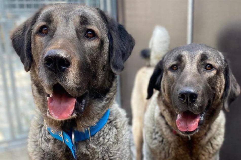 Hunde landen schon zum zweiten Mal im Tierheim: "So ziemlich alles ging schief"