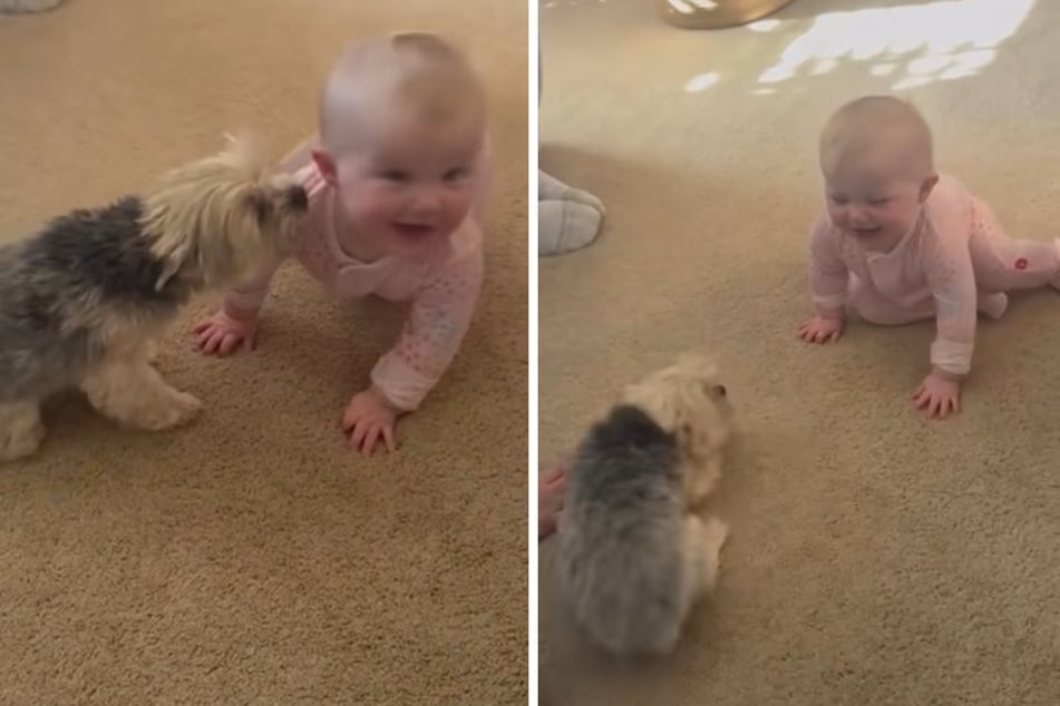 Yorkshire Terrier "Hazel" und das kleine Baby verstehen sich seit Sekunde eins einfach ganz hervorragend.