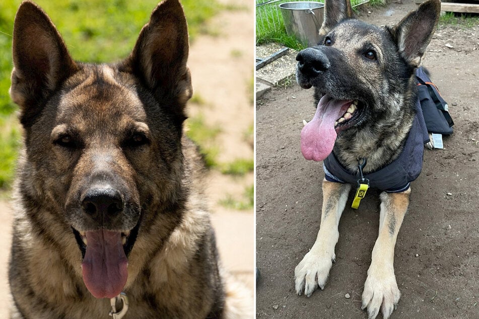 Schäferhund Ilas war zeitlebens ein ganz besonderer Schützling für die Mitarbeiter des Troisdorfer Tierheims.