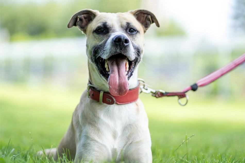 American-Staffordshire-Terrier-Mischling Chicco sitzt seit neun Monaten im Tierheim in Hamburg.