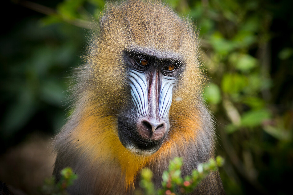Researchers found it's best to take a slow and steady approach to reintroducing mandrills to the wild (stock image).