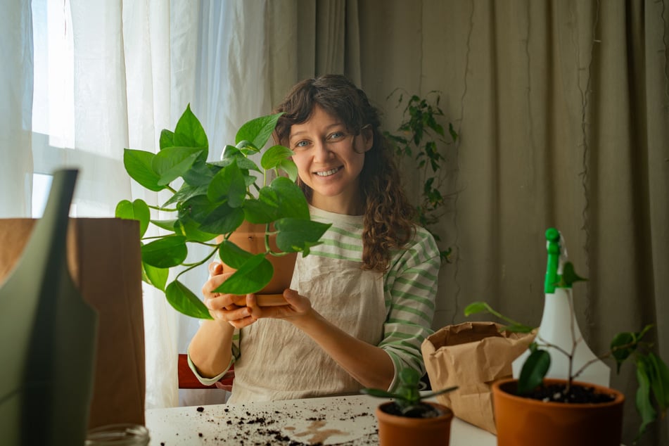 Für neue Kraft sollte man eine Efeutute alle paar Jahre umtopfen.