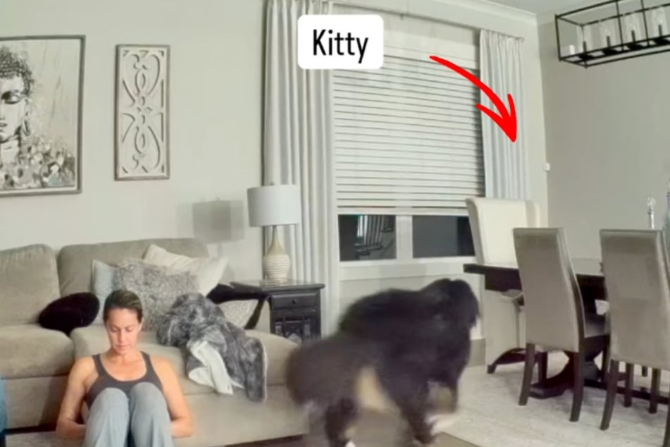 Hund bemerkt, dass Katze in Gefahr ist: Was er dann tut, beeindruckt so viele