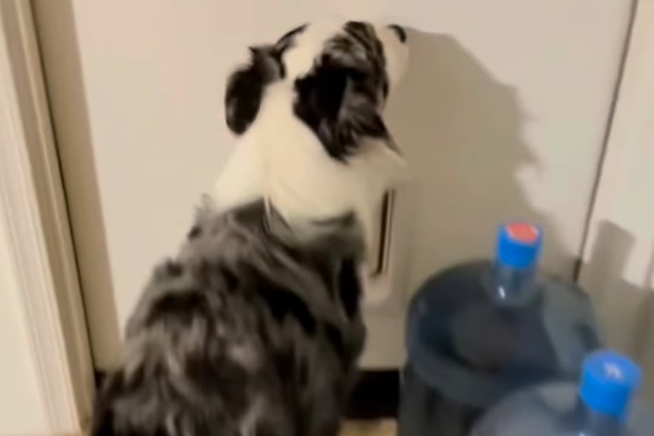 Nanu? Kaum sind seine Besitzer da, will Loki plötzlich nichts mehr vom Katzenfutter wissen, stattdessen so schnell wie möglich zurück in die Wohnung.