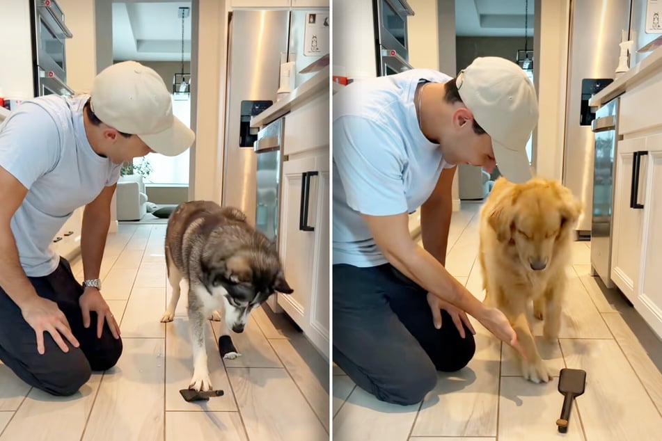 Herrchen will Hunden neuen Trick beibringen: Was dann passiert, bringt so viele zum Lachen
