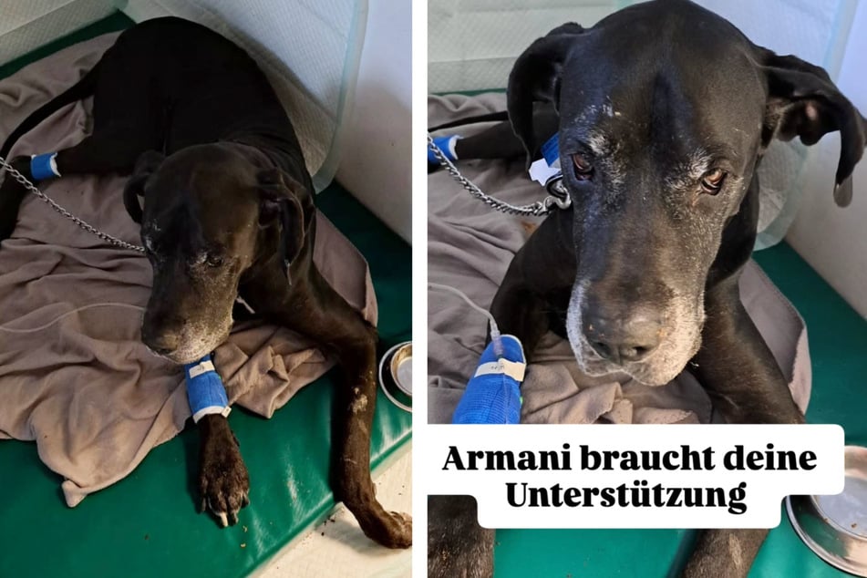 Armani hat die Operation überlebt. Nun wünscht sich der sensible Rüde einen Neuanfang.