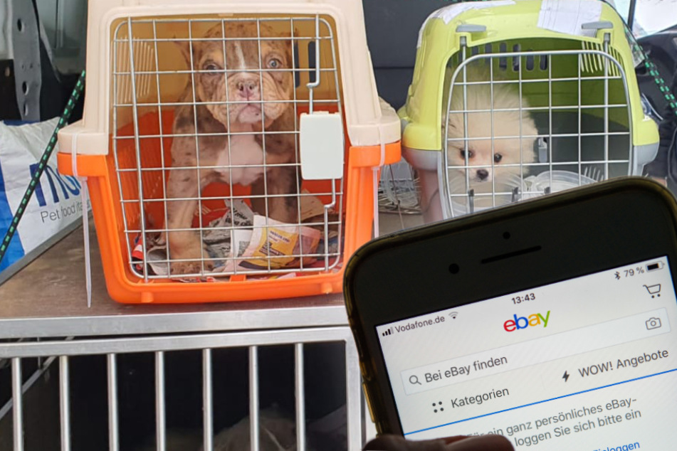 Hunde online kaufen? Tierschützer diskutieren Verbot