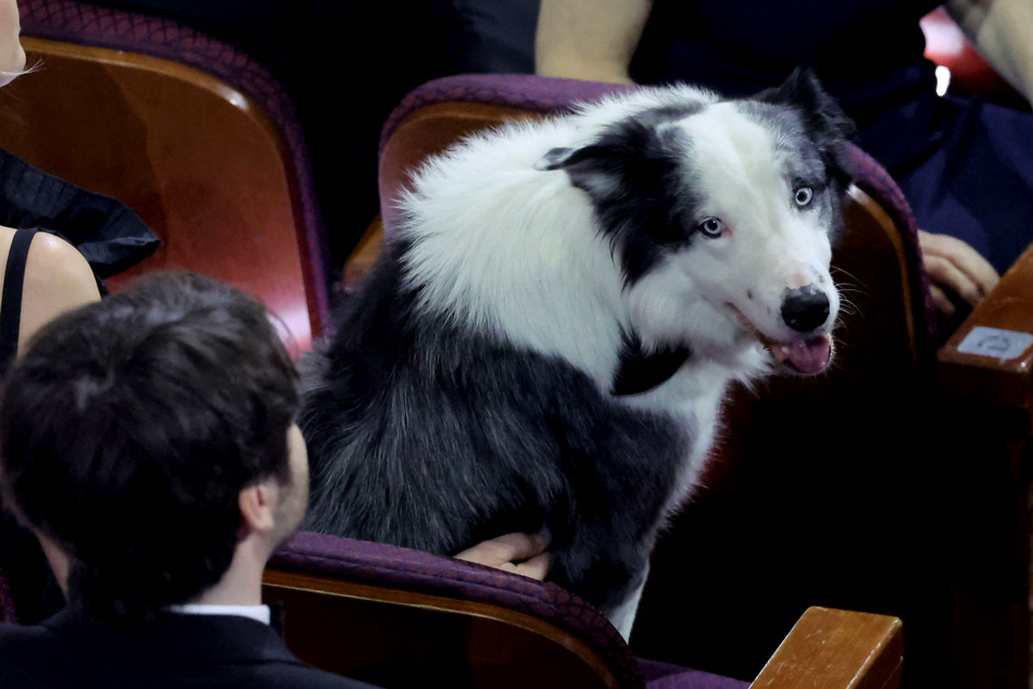 Hund "Messi" sorgt für Wirbel bei den Oscars