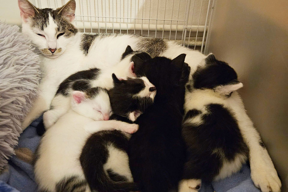 Als sie gerade einmal ein paar Wochen alt waren, hat Mama Sydney das schwarze "Kuckuckskätzchen" aufgenommen.