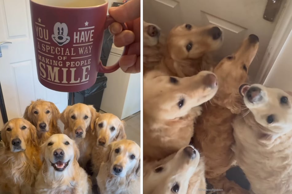 Diese Hunde-Bande wird von einer Frau zum Wecken ihres Partners geschickt, was von den Vierbeinern sehr ernst genommen wird.