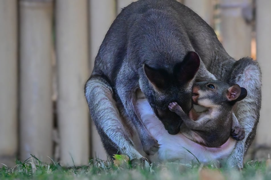 Baby-News aus dem Kölner Zoo: Guck mal, wer da aus dem Beutel von Mama Gisela hüpft!