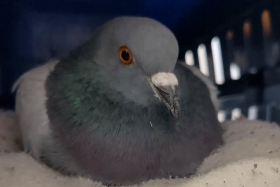 Die Taube Bobby wurde in einer dramatischen Rettungsaktion eingefangen.
