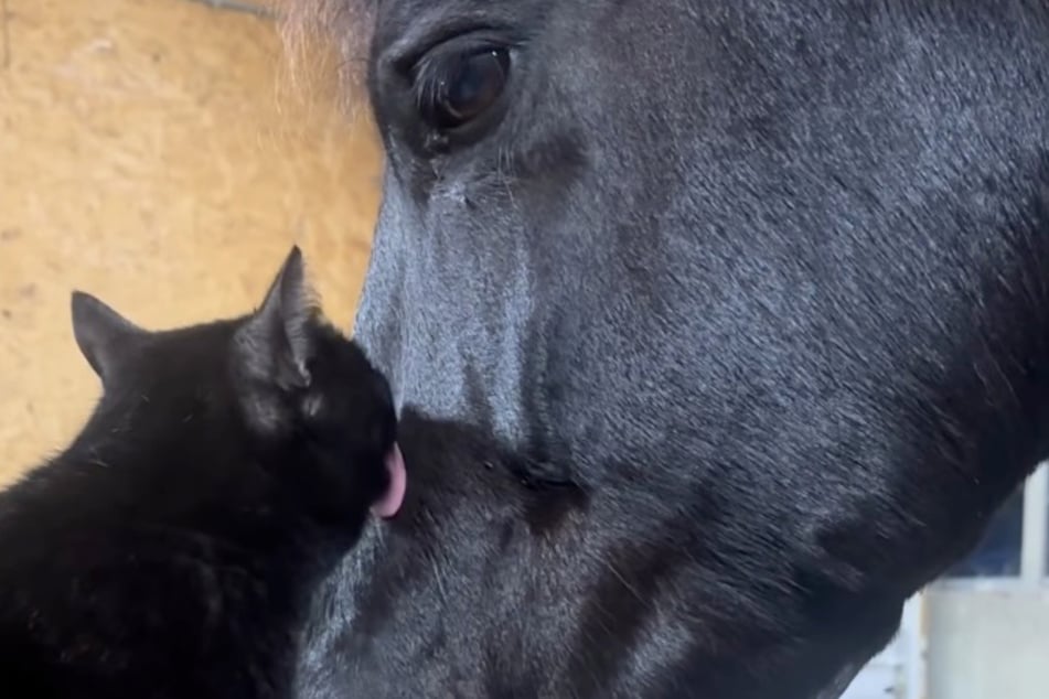 Will die Katze das verletzte Pferd in diesem Moment trösten?