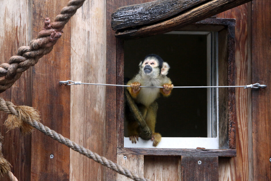 A dozen squirrel monkeys were stolen from Zoosiana in Broussard, Louisiana.