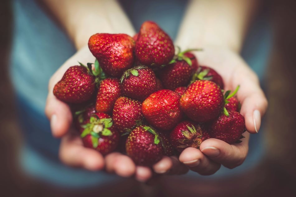 Wenn man selber pflückt, kann man selbst entscheiden, wie viele Erdbeeren man tatsächlich benötigt. (Symbolbild)