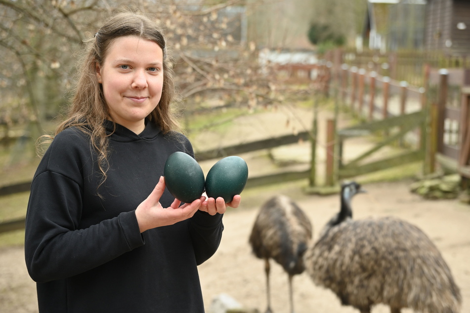 Malin Pohle (20) vom Zoo der Minis zeigt die dunkelgrünen Emu-Ostereier.