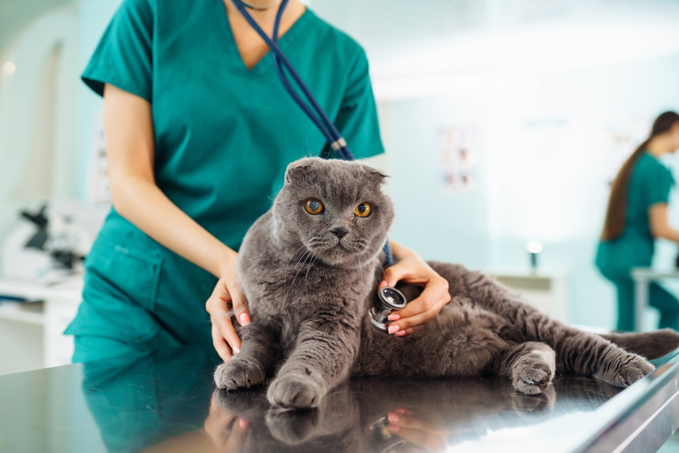 Verliert die Katze ungewöhnlich viele Schnurrhaare, sollte man sie tiermedizinisch untersuchen lassen.