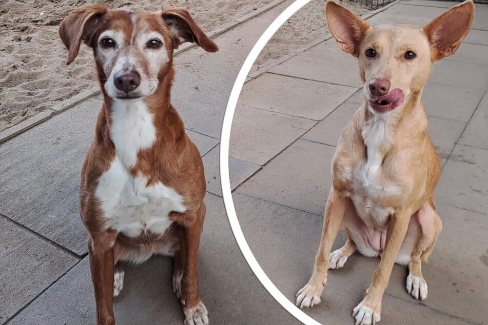 Grisha und Lachana gehören zusammen: Wer schenkt den lieben Hunden ein gemeinsames Zuhause?