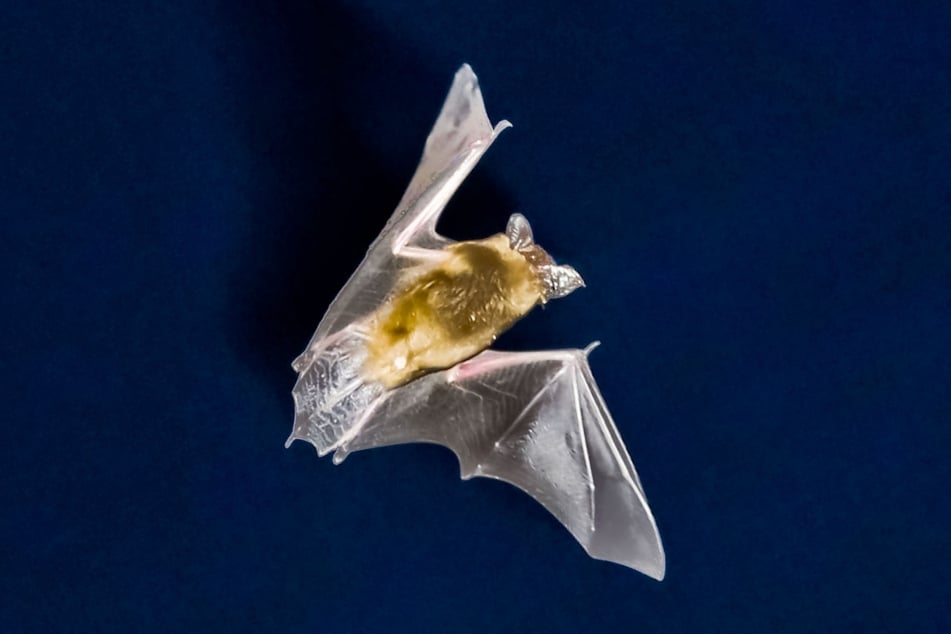 Eine Fledermaus auf Abwegen löste in Prien einen Polizeieinsatz aus. (Symbolbild)