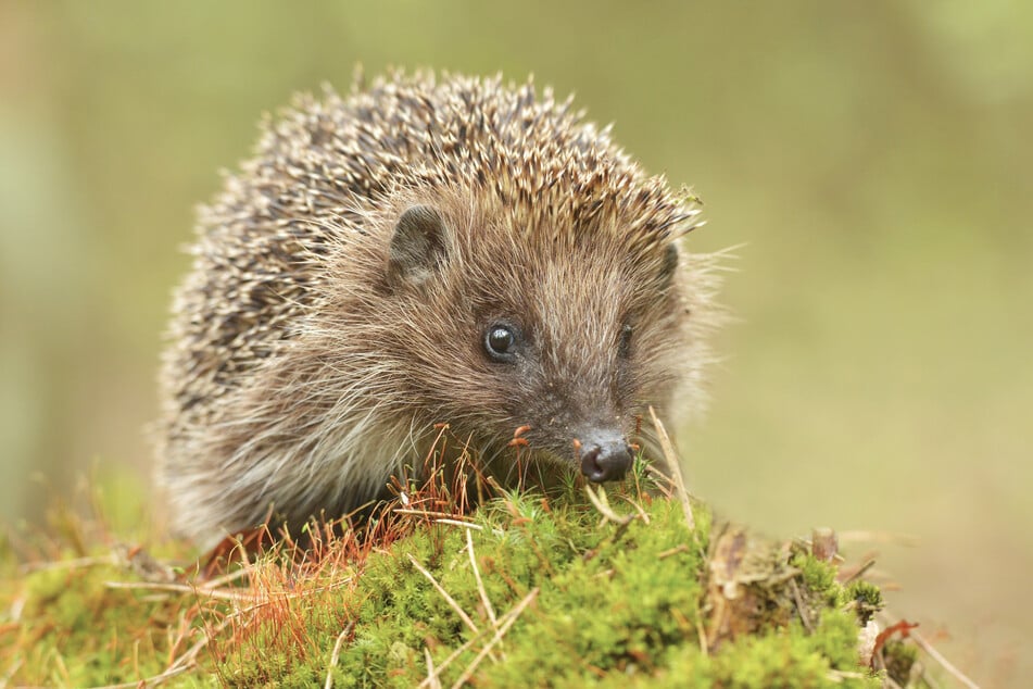 Der Igel ist mittlerweile in die Vorwarnstufe der Liste der gefährdeten Arten gerutscht.