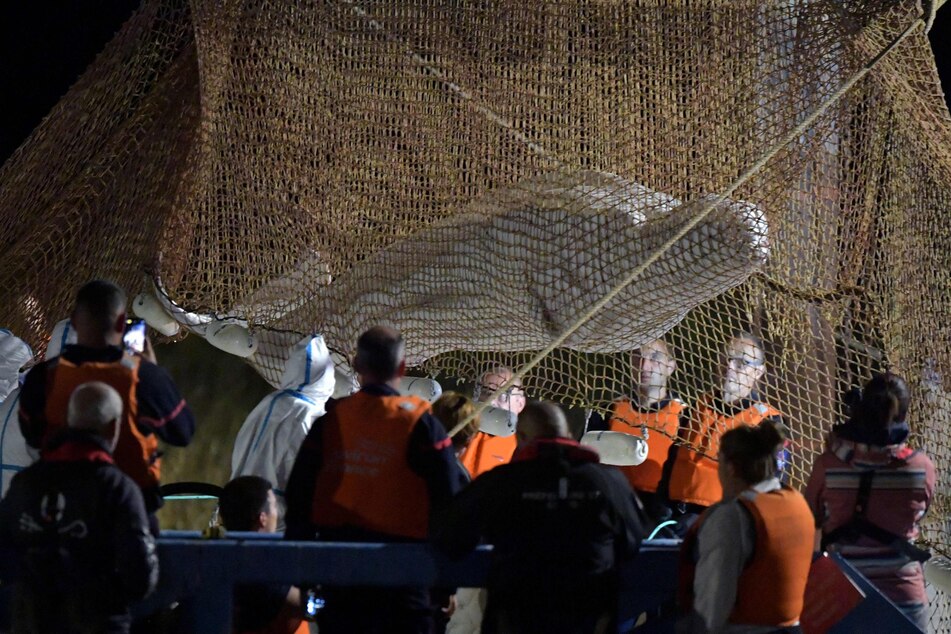 Retter ziehen ein Netz auf, um einen in der Seine gestrandeten Belugawal bei Notre Dame de la Garenne zu retten.