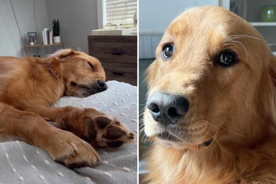 Kassidy Hogan recently gave her beloved golden retriever Woodford a particularly chic dog bed – but the dog reacted very differently than expected!