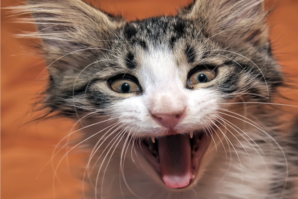 The cat was used as a furocious weapon (stock image).