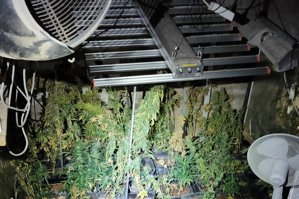 In einem der Verstecke hatten die Männer zahlreiche Marihuanapflanzen versteckt und angebaut.