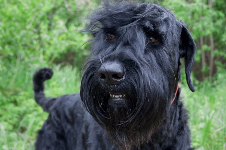 Das Bild zeigt einen russischen Terrier. (Symbolbild)