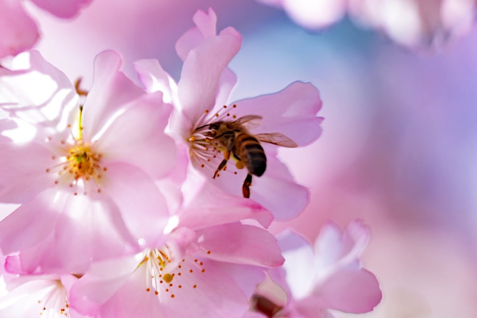 Sommer, Sonne, Nektar schlürfen: Im Freistaat wird es frühsommerlich – zumindest, solange die Sonne noch nicht untergegangen ist.