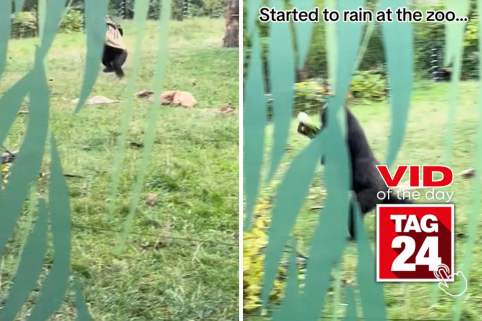 viral videos: Viral Video of the Day for October 2, 2023: Two gorillas make a dash for cover right before rainstorm!