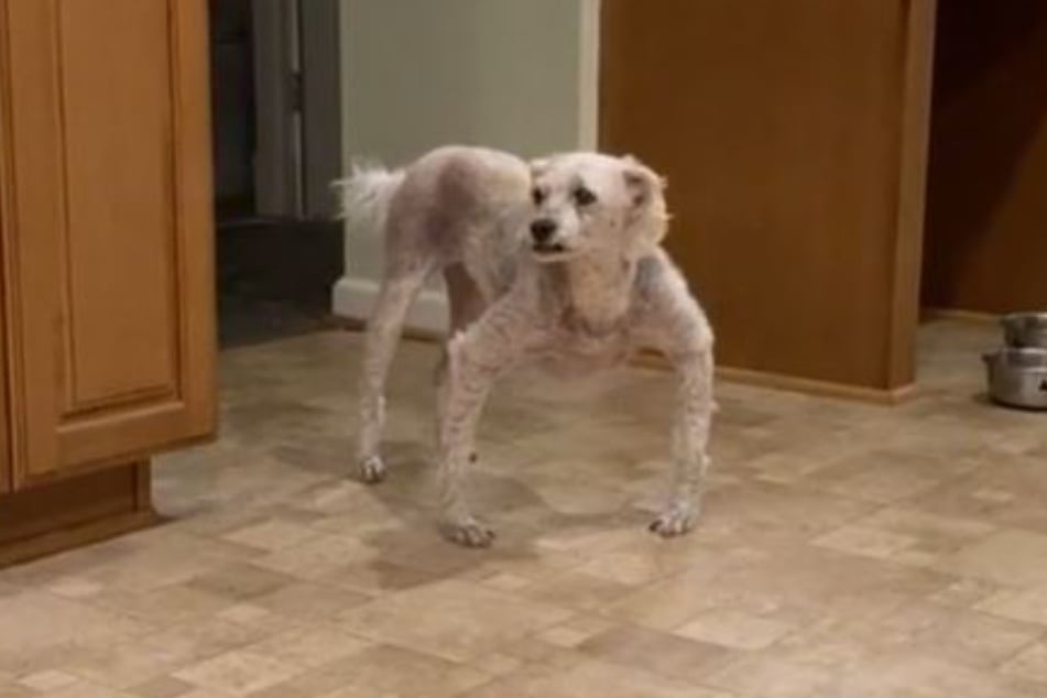 This dog's posture reminds many TikTok users of a spider.