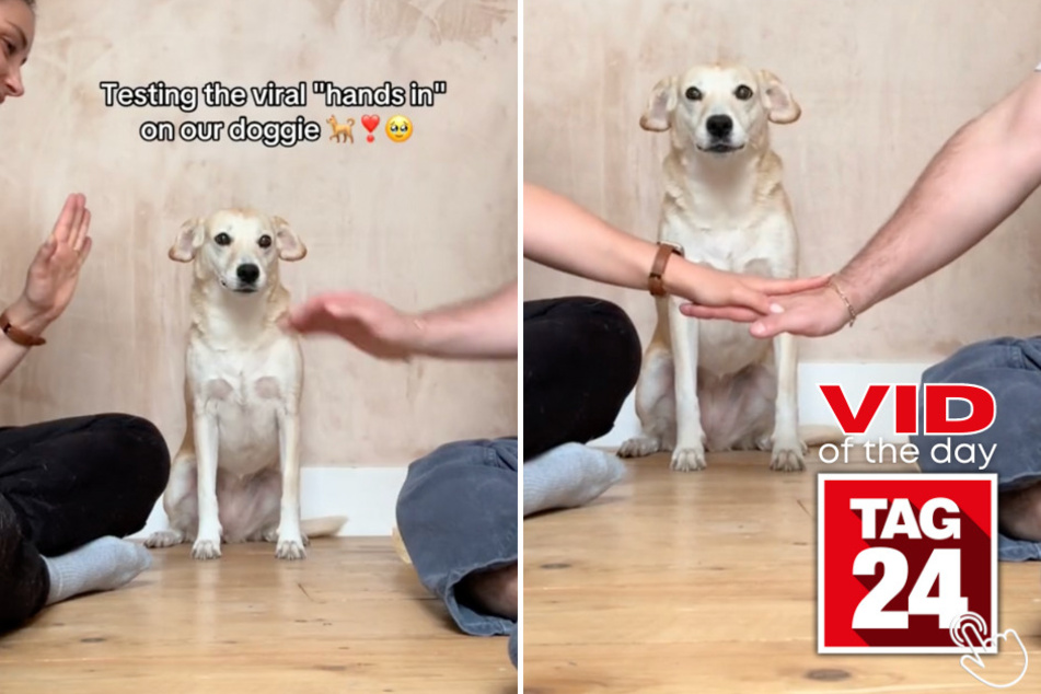 Today's Viral Video of the Day features a pup dominating a TikTok trend with her human parents!