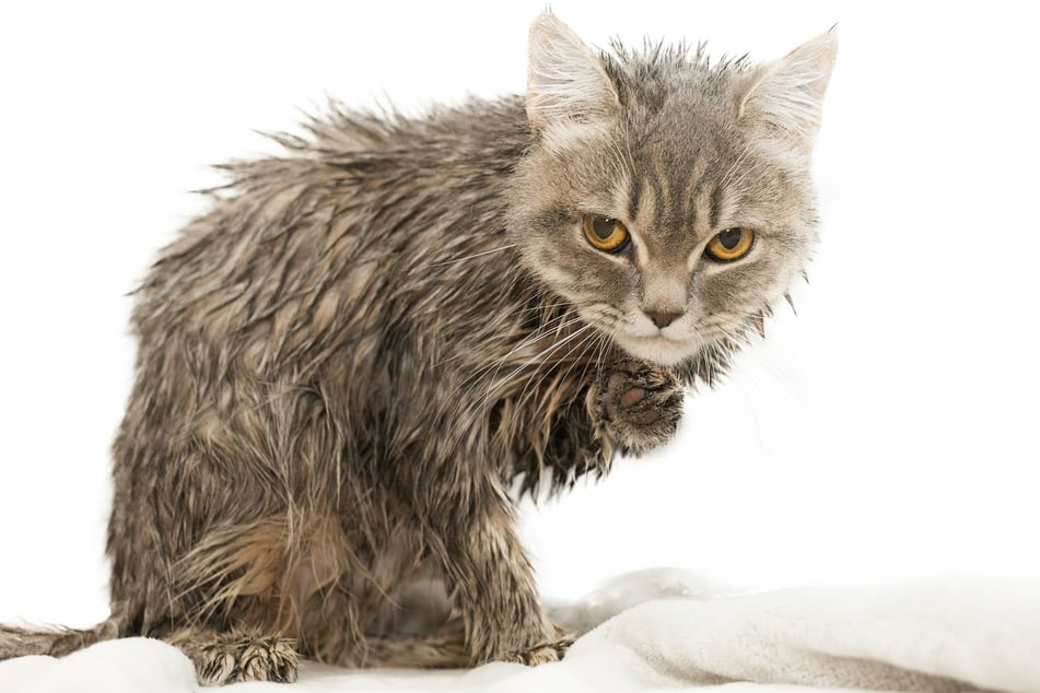 Ein triefend nasses Fell ist für den Großteil der Katzen äußerst unangenehm und mit zusätzlicher Fellpflege verbunden.