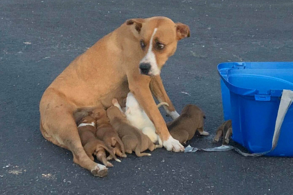 Hund wird verletzt vor Kirchenparkplatz mit neun Welpen ausgesetzt