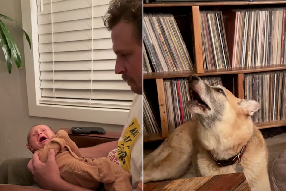 Wenn Baby Harlan wie verrückt weint, dann heult auch Tucker wie ein Schlosshund.