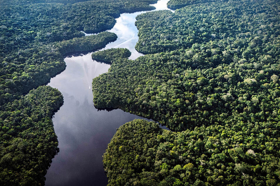 Im Phyllodrom Regenwaldmuseum wird Euch die spannende Vielfalt des Regenwaldes nähergebracht. (Symbolfoto)