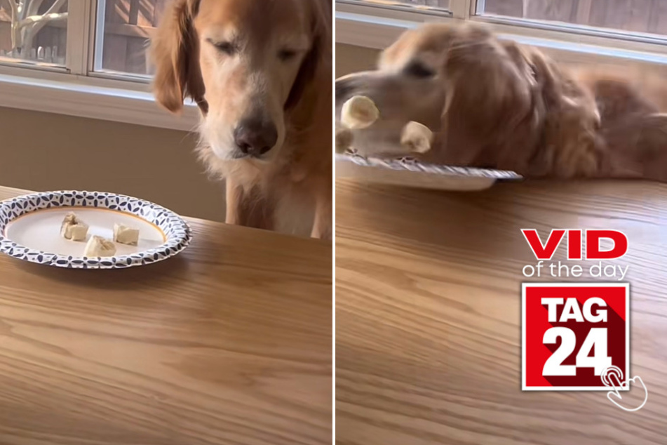 viral videos: Viral Video of the Day for June 7, 2023: Golden retriever takes a hilarious tumble during snack time