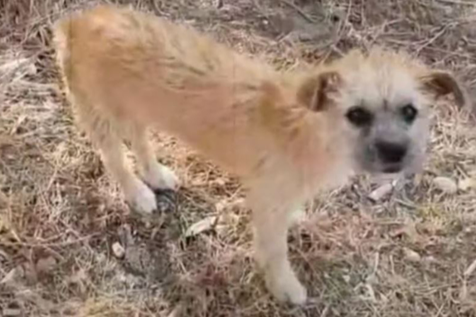 Tierschützer will zwei Hunde retten: Doch vor Ort spielen sich todtraurige Szenen ab