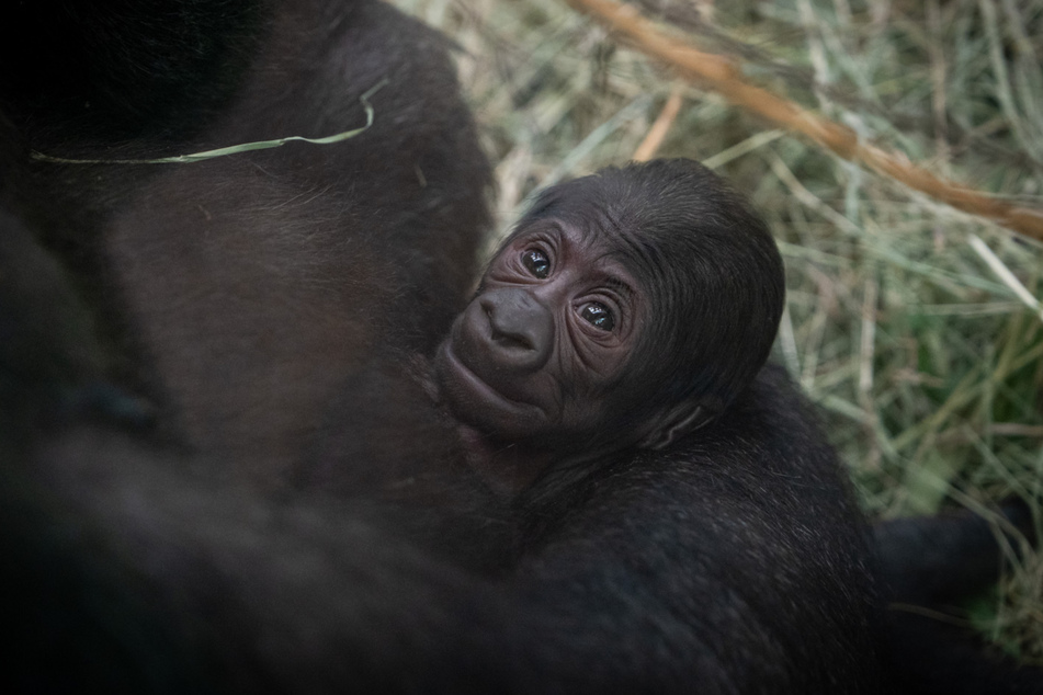 Dieses Gorillababy tauchte am Donnerstagmorgen völlig überraschend im "Columbus Zoo" in Ohio auf.