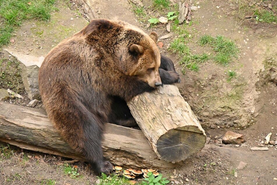 Riesen-Teddy Benno war um diese Zeit eigentlich immer noch aktiv. In diesem Jahr scheint jedoch auch er sich entschieden zu haben, dass es nun Zeit für die Winterruhe ist.