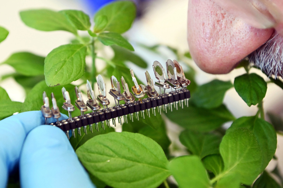 Beim Karlsruher Institut für Technologie (KIT) wird der Sensor einer „elektronischen Nase“, die unterschiedliche Minzdüfte erkennt, an einer Minzpflanze und einer menschlichen Nase gezeigt.