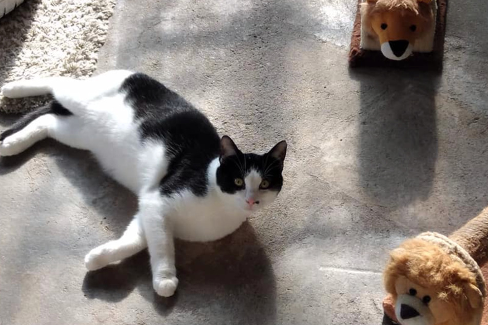 Für den zurückhaltenden Kater Matteo wird nun schon seit fast einem Jahr ein neues Zuhause gesucht.