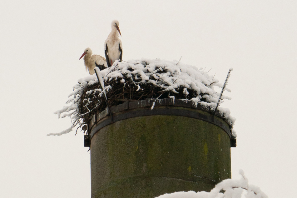 Der Wintereinbruch mit Schnee und Eis hat die Störche in Bennewitz überrascht, aber nicht gestört. Die Tiere sind mit Nestbau beschäftigt.