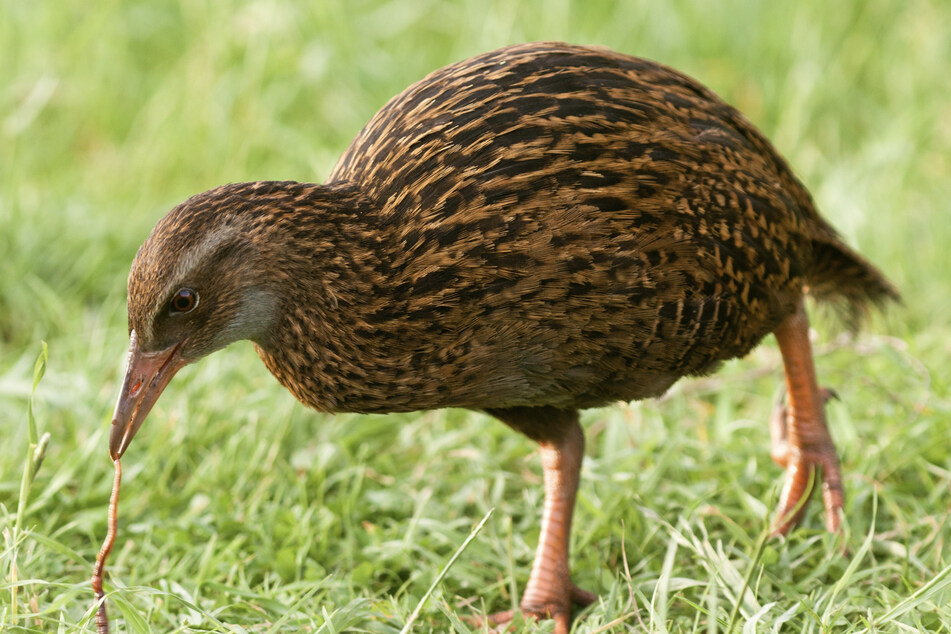 Die in Neuseeland heimische Vogelart Wekaralle steht unter Artenschutz. (Symbolbild)