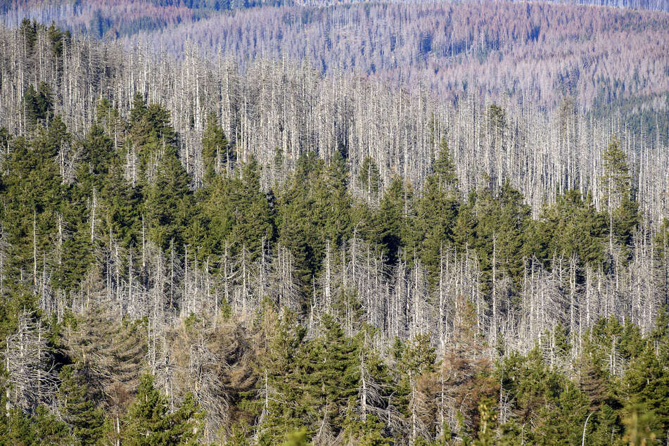Ein Waldstück mit abgestorbenen Fichten an den Hängen des Brockens. Das Waldsterben in Deutschland wird in den letzten Jahren immer schlimmer. (Symbolbild)